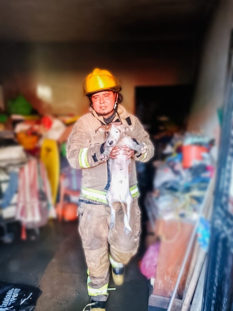 Rescata Protección Civil de Tepic a perrito durante incendio en casa habitación