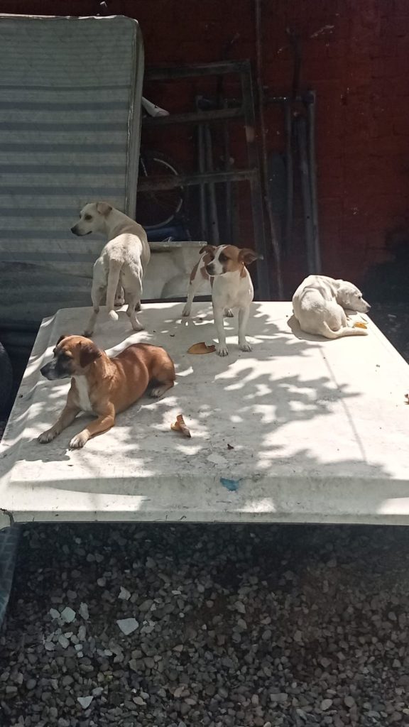 INICIA FISCALÍA DE NAYARIT INVESTIGACIÓN POR PRESUNTO MALTRATO ANIMAL EN LA COLONIA HERIBERTO CASAS