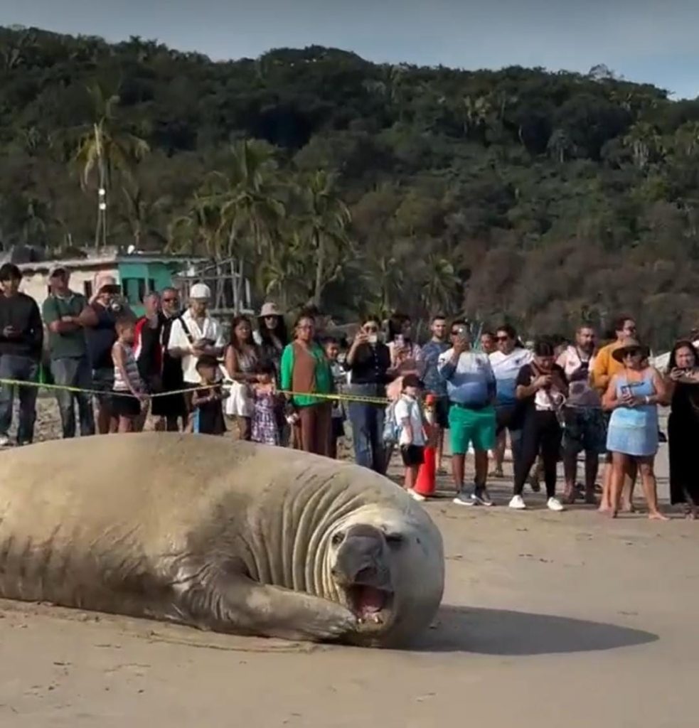 Coordinación Interinstitucional brinda monitoreo puntal al elefante marino que transita playas Nayaritas