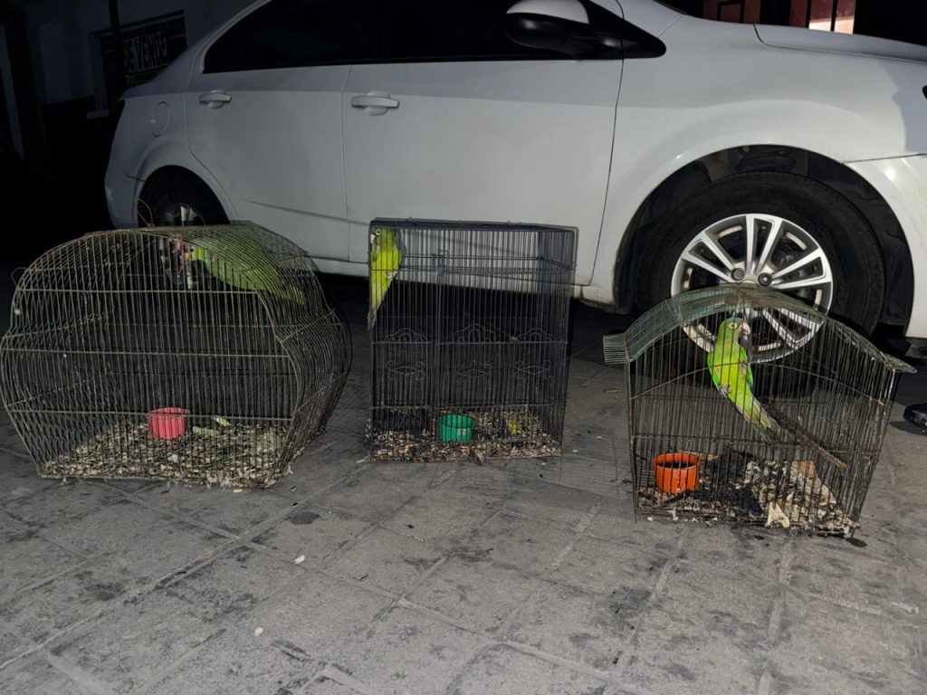 FISCALÍA GENERAL DE NAYARIT EJECUTA ORDEN DE CATEO POR DELITOS CONTRA LA ECOLOGÍA Y LA FAUNA EN TEPIC