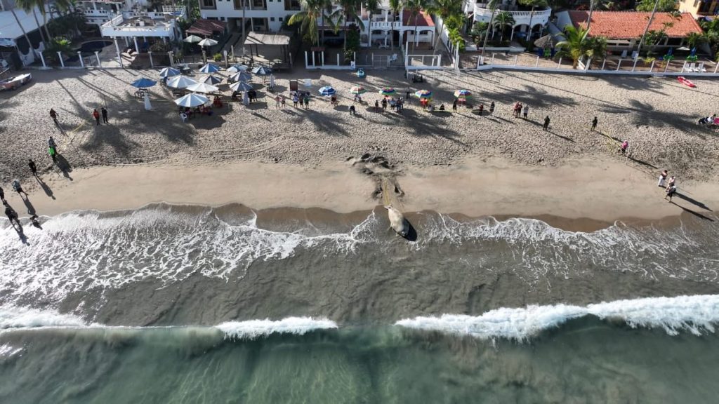 Salvaguarda gobierno de Nayarit y Federal estancia de elefante marino en playas de Nayarit