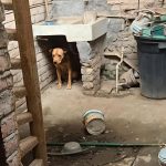 RESCATA FISCALÍA UN CANINO EN APARENTE ESTADO DE ABANDONO TRAS DENUNCIA CIUDADANA