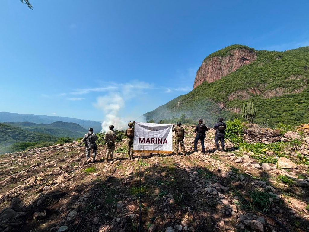 Localizan y destruyen cuatro plantíos de marihuana en La Yesca